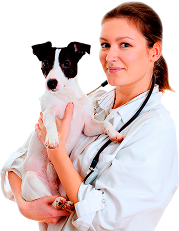 Fly01 Petshops e Clínicas Veterinárias Fly01 Petshops e Clínicas Veterinárias